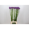 Allium Gladiator