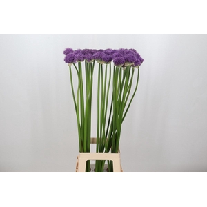 Allium Gladiator