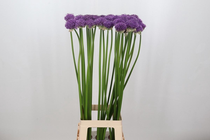<h4>Allium Gladiator</h4>