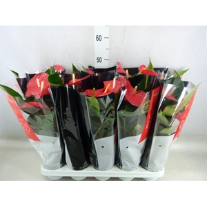 Anthurium andr. 'Querida'