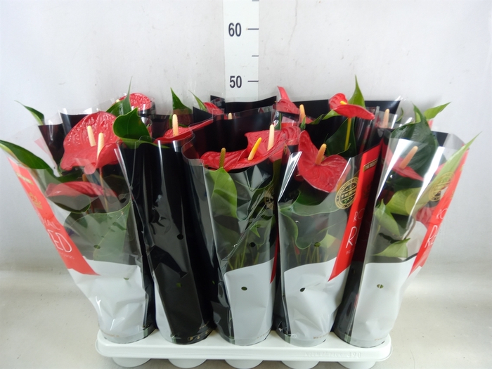 <h4>Anthurium andr. 'Querida'</h4>