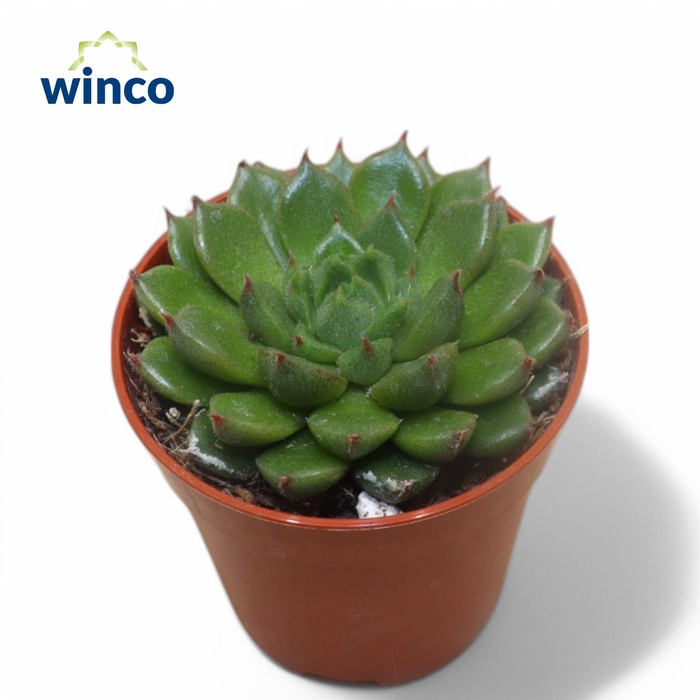 <h4>Echeveria Setosa Victor</h4>