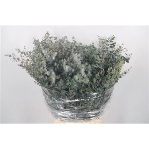 Euc Gunnii Per Bunch Gram 150 Gram