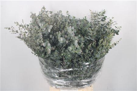 <h4>Euc Gunnii Per Bunch Gram 150 Gram</h4>