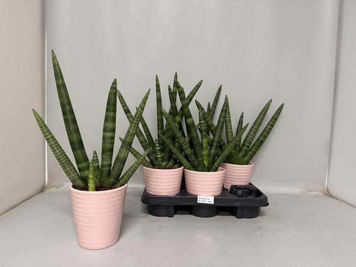 <h4>SANSEV CY HANDSHAKE</h4>