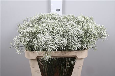 <h4>Gyps Pa Million Stars (box)</h4>