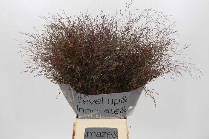 <h4>Panicum Virgatum Warrior</h4>