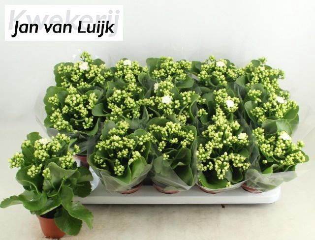 <h4>KAL GE RF SIA</h4>