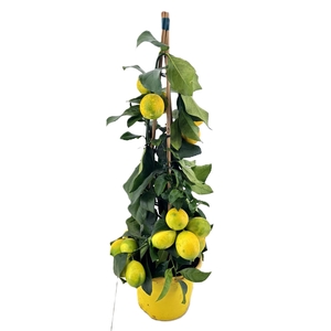 Citrus lemon piramide