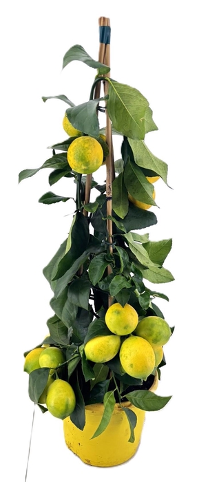 <h4>Citrus lemon piramide</h4>