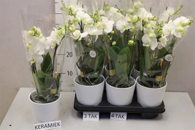 <h4>ARR PHAL MT</h4>