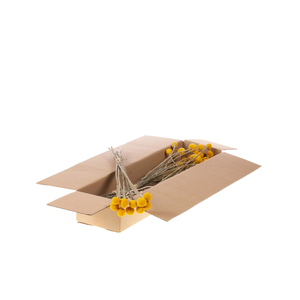 Craspedia Extra 10pc Sb Natural Yellow