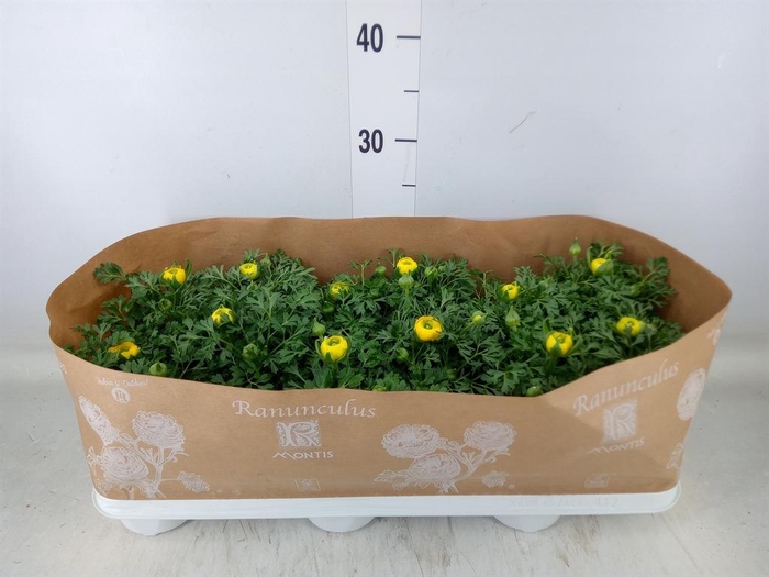 <h4>Ranunculus  'Sprinkles Yellow'</h4>