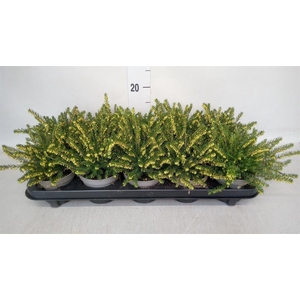 Erica darley. 'White Perfect'