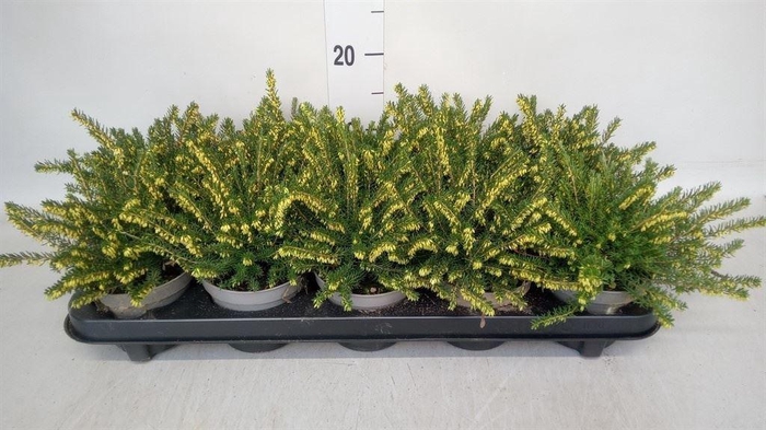 <h4>Erica darley. 'White Perfect'</h4>