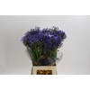 Agapanthus Blue Heaven