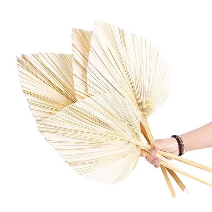 <h4>Dried flowers Palm Spear 60cm x3</h4>