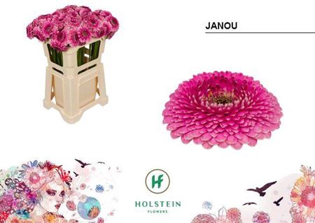 <h4>Ge Mi Pom Janou</h4>
