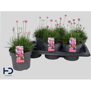 ARMERIA MARITIMA