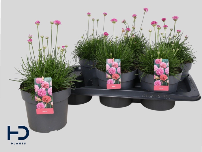 <h4>ARMERIA MARITIMA</h4>