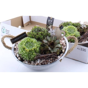 ARR SEMPERVIVUM