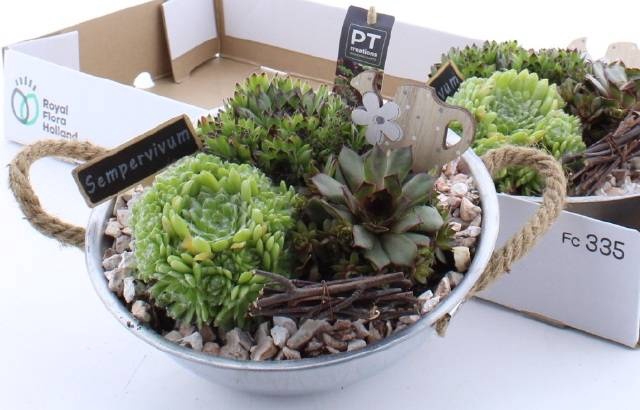 <h4>ARR SEMPERVIVUM</h4>