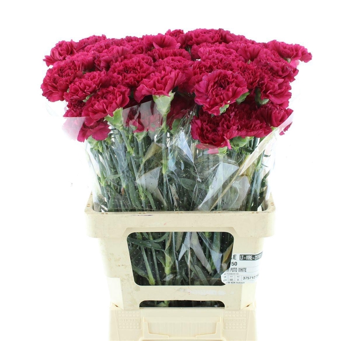 <h4>DI ST AGLIANICO</h4>