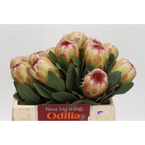 Protea Grandicolor