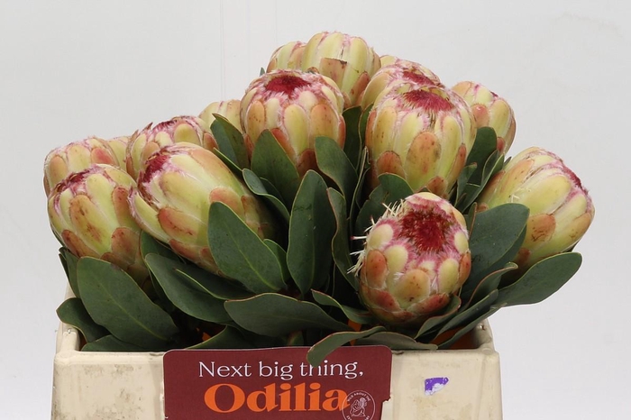 <h4>Protea Grandicolor</h4>