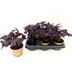 Oxalis Triangularis