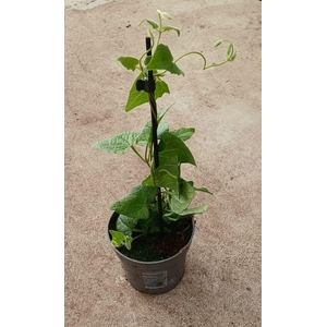 Thunbergia alata 'Yellow Dark Eye'