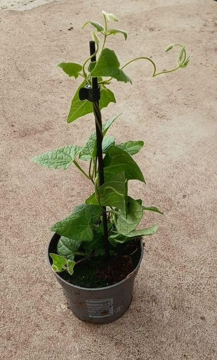 <h4>Thunbergia alata 'Yellow Dark Eye'</h4>