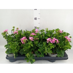 Pelargonium pelt. 'Balkon Lila'