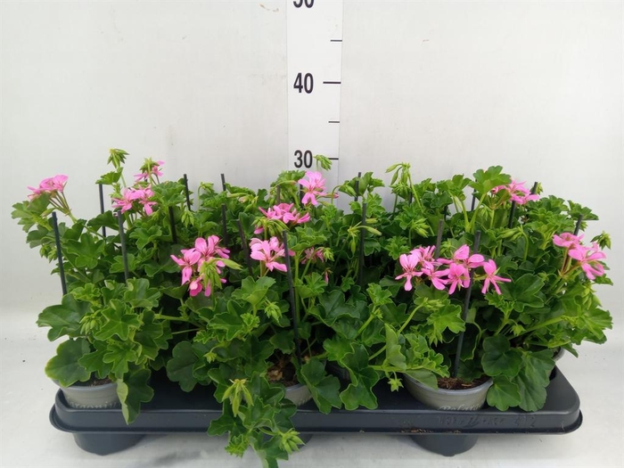<h4>Pelargonium pelt. 'Balkon Lila'</h4>