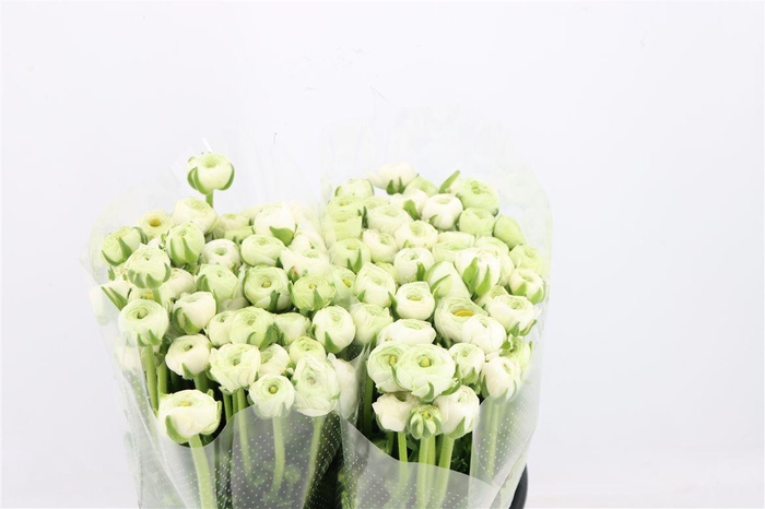 <h4>Ran Amandine White</h4>