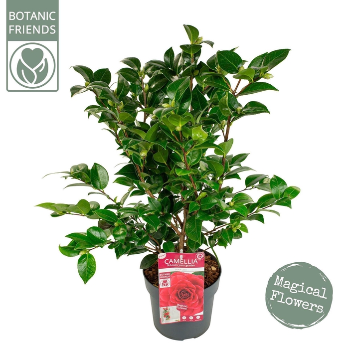 <h4>Camellia japonica</h4>