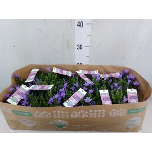 Campanula porten. 'Ambella Lavende'