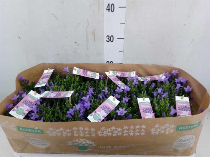 <h4>Campanula porten. 'Ambella Lavende'</h4>