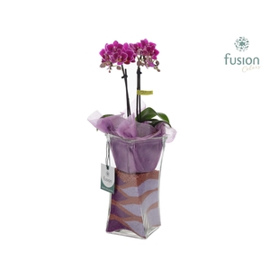 Glazen Twistervaas met Phalaenopsis