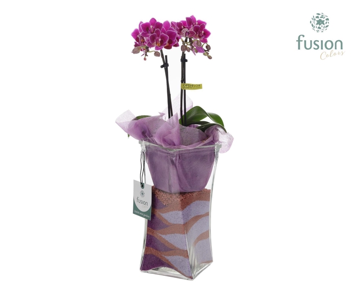 <h4>Glazen Twistervaas met Phalaenopsis</h4>