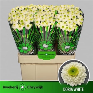 CHR SAN AAA DORIA WH