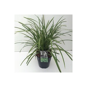 Carex 'Ice Dance'