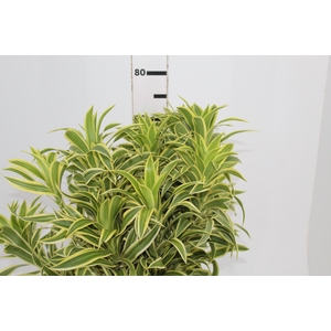 FOLHAGEM DRACENA PLEOMELE VARIEGATA