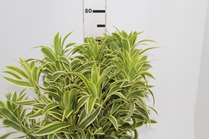 <h4>FOLHAGEM DRACENA PLEOMELE VARIEGATA</h4>