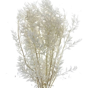 Pres Ruscus Soft Bleached White Per Stem