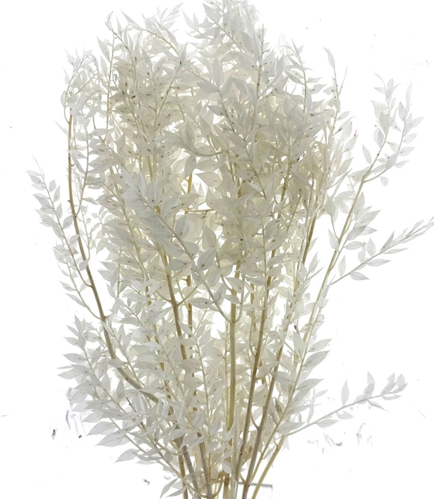 <h4>Pres Ruscus Soft Bleached White Per Stem</h4>