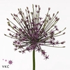ALLIUM SPIDER