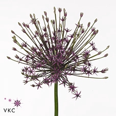 ALLIUM SPIDER