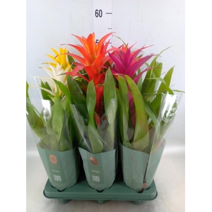 Guzmania   ...mix