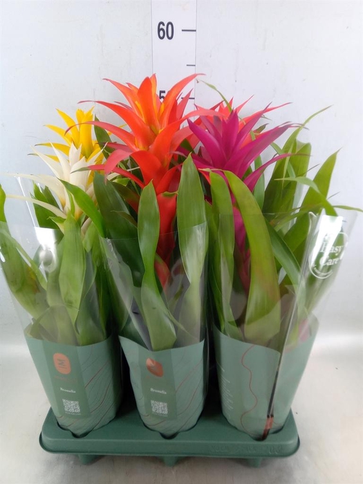 <h4>Guzmania   ...mix</h4>